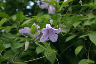 Cl.vit.Betty_Corning0108a.jpg