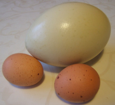 Nandu-und_Huhnereier.JPG
