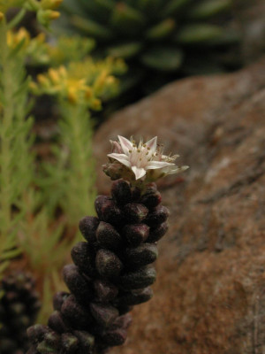 Sedum_furfuraceum.jpg