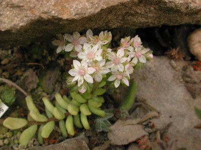 Sedum_versadense.jpg