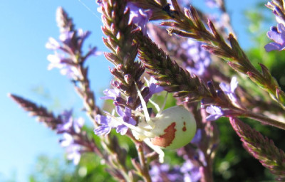Spinne_Verbena_hastata_110701.jpg