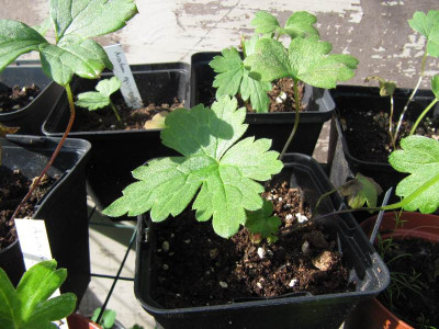 Aconitum_episcopale_110701.jpg
