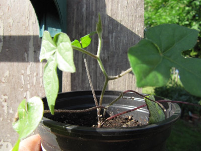 Ipomoea_lindheimerii_110701.jpg