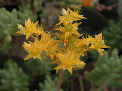 Sedum_pachyphyllum.jpg