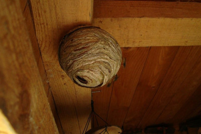 wespennest_schuppen_201106_zg.jpg