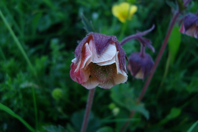 schweiz_2011_geum.jpg