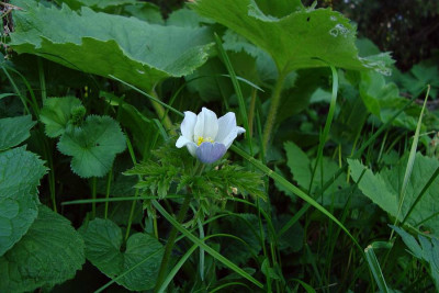 schweiz_2011_anemone.jpg