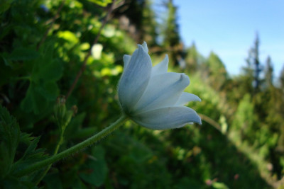 schweiz_2011_anemone2.jpg