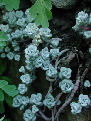 Sedum_spathulifolium_Cape_Blanco.jpg