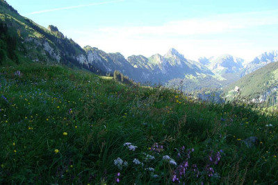 schweiz_2011_schattenblumen.jpg