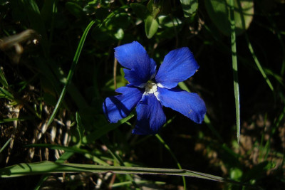 schweiz_2011_gentiana.jpg