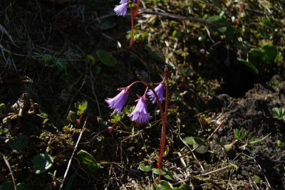 schweiz_2011_soldanella.jpg
