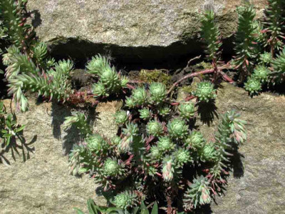 Sedum_reflexum_Glasmurmel.jpg