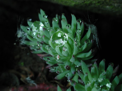 Sedum_reflexum_Glasmurmel_mit_Wassertropfen.jpg