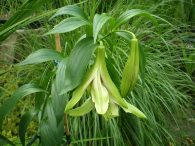 GP_Lilium_nepalense_2011e.jpg