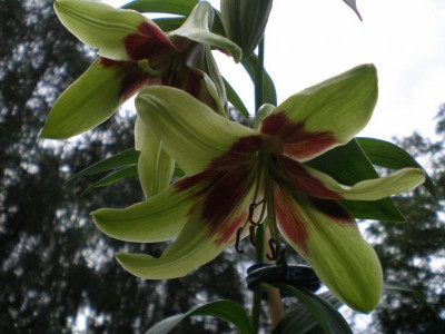 GP_Lilium_nepalense_20111e.jpg