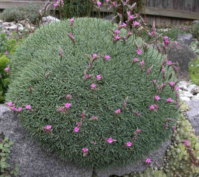 comp_Acantholimon_albanicum_0407.11.jpg