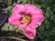 hem_2011_.jpg