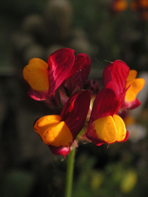 Linaria_reticulata_Flamenco.jpg
