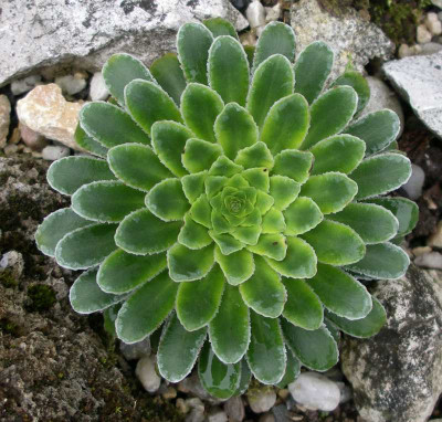 comp_Saxifraga_mutata_04.07.11.jpg