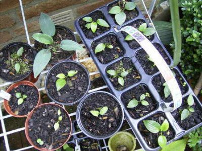 hosta_saemlinge_01.jpg