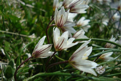 schweiz_2011_saentisgipfel_blumen.jpg