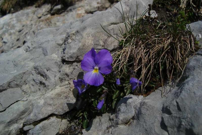 schweiz_2011_saentisgipfel_blumen2.jpg