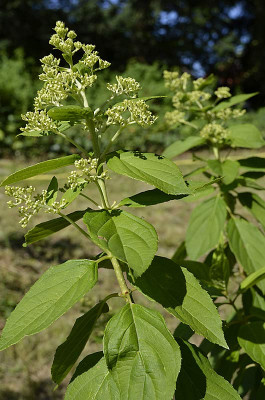 _DSC0004-2011-07-04a.jpg