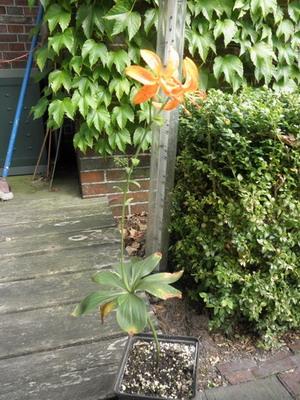 Lilium_distichum.jpg