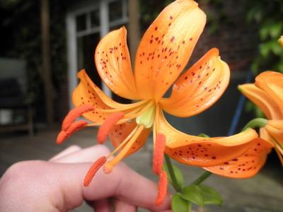 Lilium_distichum_1.jpg