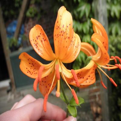 Lilium_distichum_2.jpg