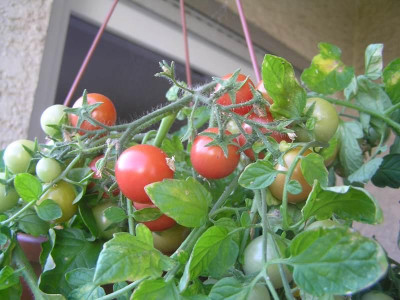 himbeerrose2011jpg.jpg