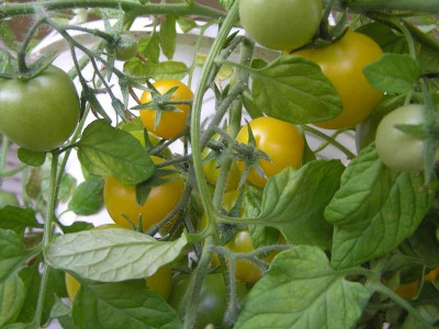 pendulina2011.jpg