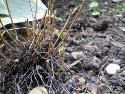 GP_Lygodium_japonicum_2011e.jpg