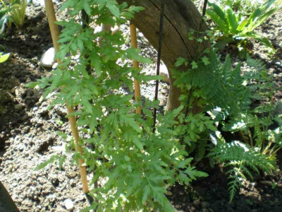 GP_Lygodium_japonicum_2010e.jpg