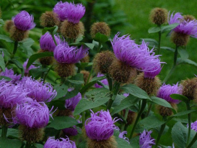 Centaurea_pseudophrygia.jpg
