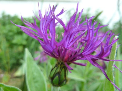 centaurea_montana_purple_rose.jpg