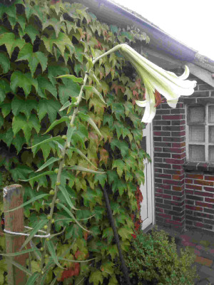 Lilum_sargentiae_1.jpg