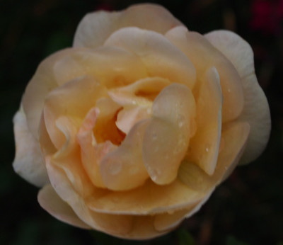 Elegante-Edith-03.07.11GP.jpg