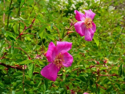 Cerise_Bouquet_Sa.0801_RIMG1041.JPG