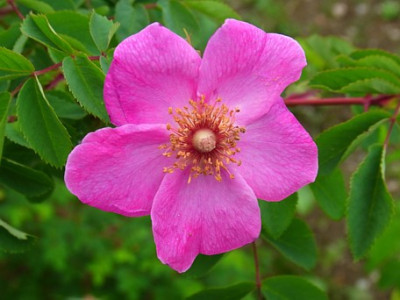 Cerise_Bouquet_Sa.0801_RIMG1055.JPG