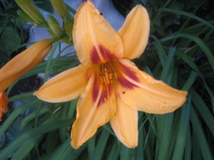 hem_2011_bonanza.jpg