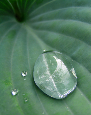 a_regen_in_der_hosta.jpg