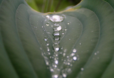 a_regen_in_der_hosta_sagae.jpg