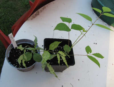 Decaisnea_fargesii_doppelt.jpg