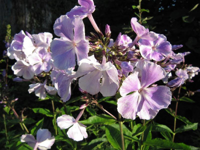 Lieblingsphlox_110705.jpg