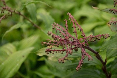 maianthemum_oleaceum_1.jpg