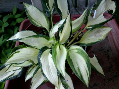 DSC00383a.jpg