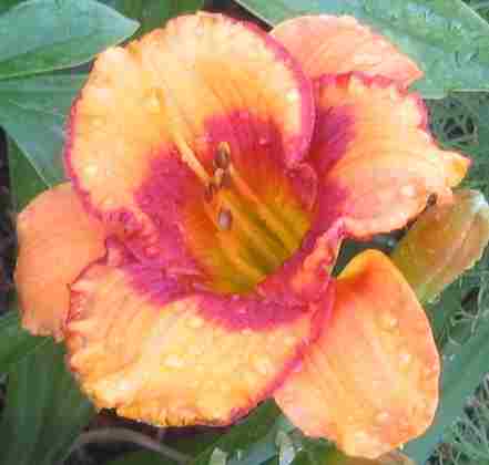 hem_tigerkitten_2010.jpg