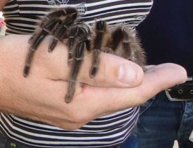 spinne2.jpg